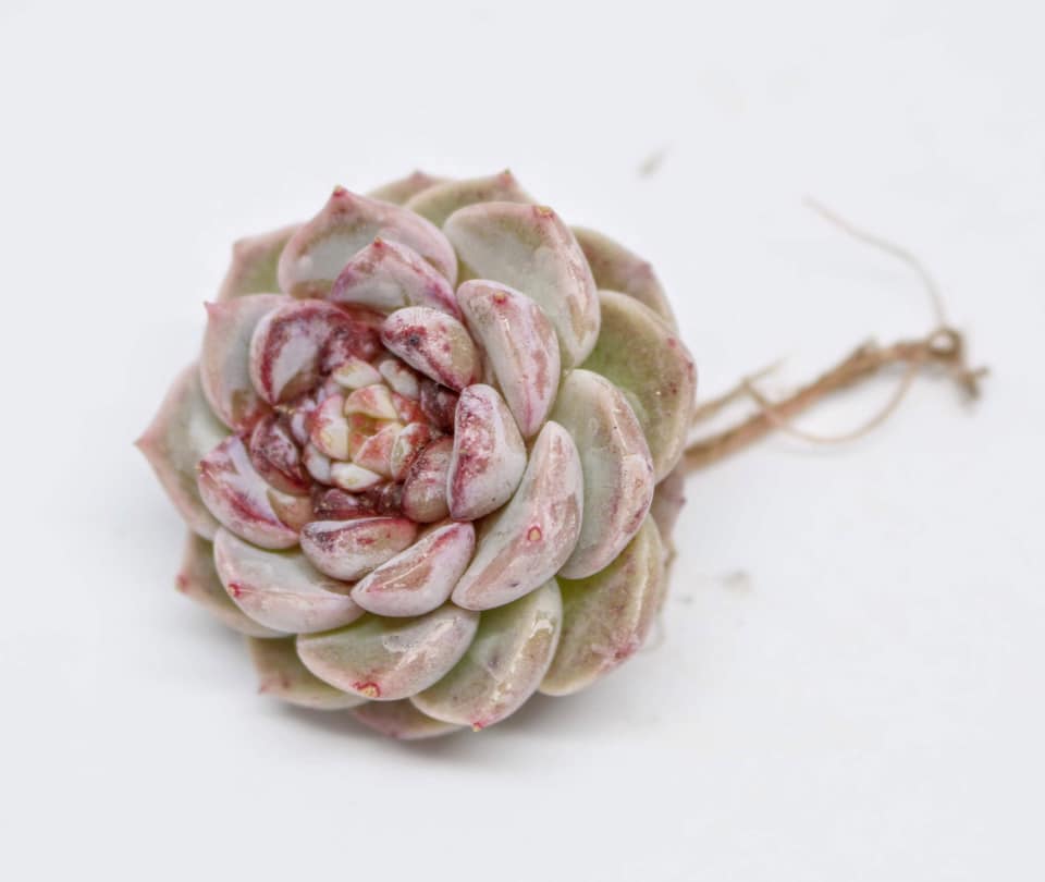 天鹅绒 Echeveria 'Red Velvet'