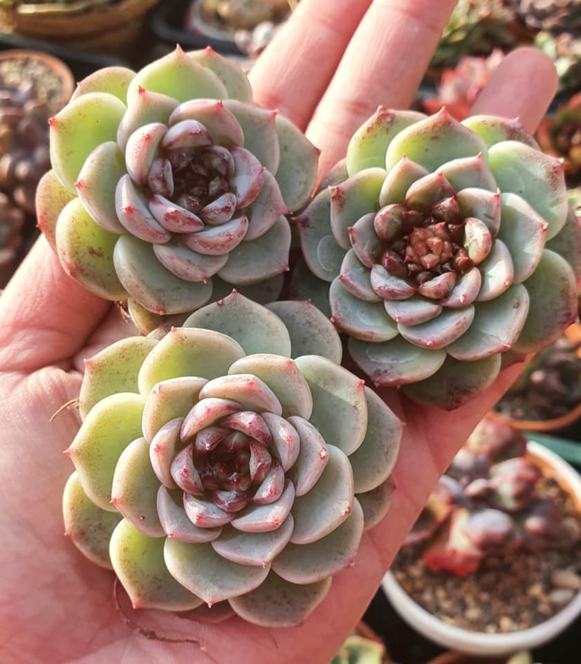 天鹅绒 Echeveria 'Red Velvet'