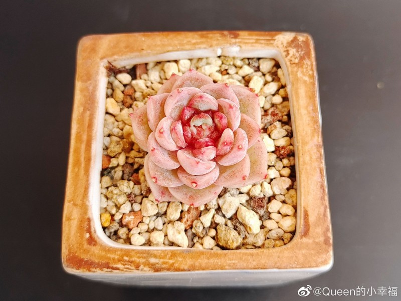 天鹅绒 Echeveria 'Red Velvet'