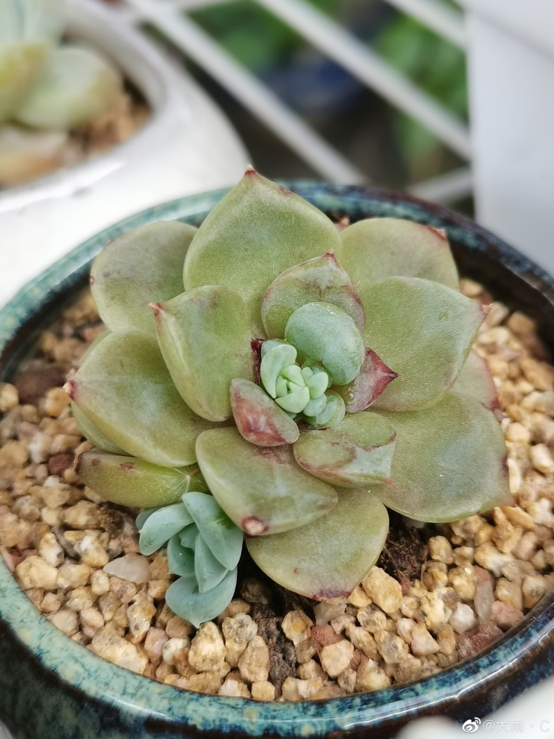 天鹅绒 Echeveria 'Red Velvet'