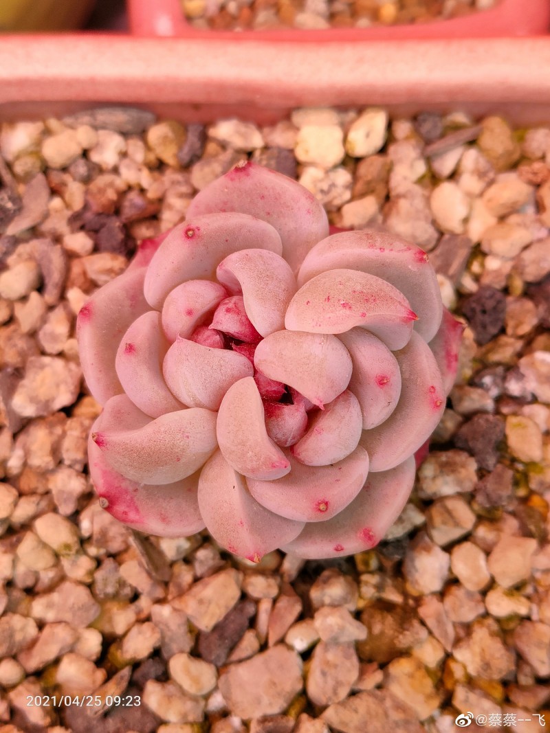 天鹅绒 Echeveria 'Red Velvet'