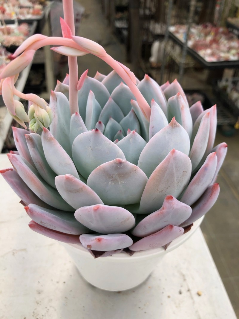 雪莲系 Echeveria 'Tomo'/Echeveria 'Friend'