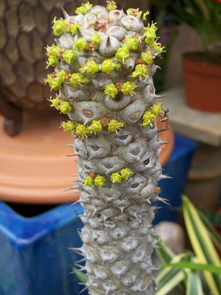 单刺麒麟 Euphorbia grandicornis