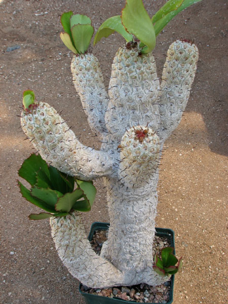 单刺麒麟 Euphorbia grandicornis