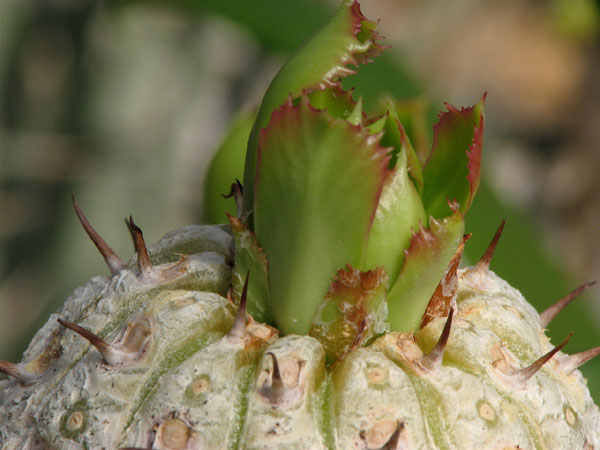 单刺麒麟 Euphorbia grandicornis