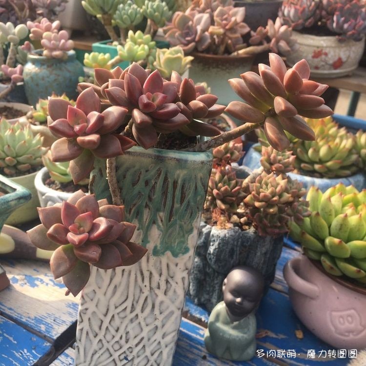 夏末，河北石家庄的多肉