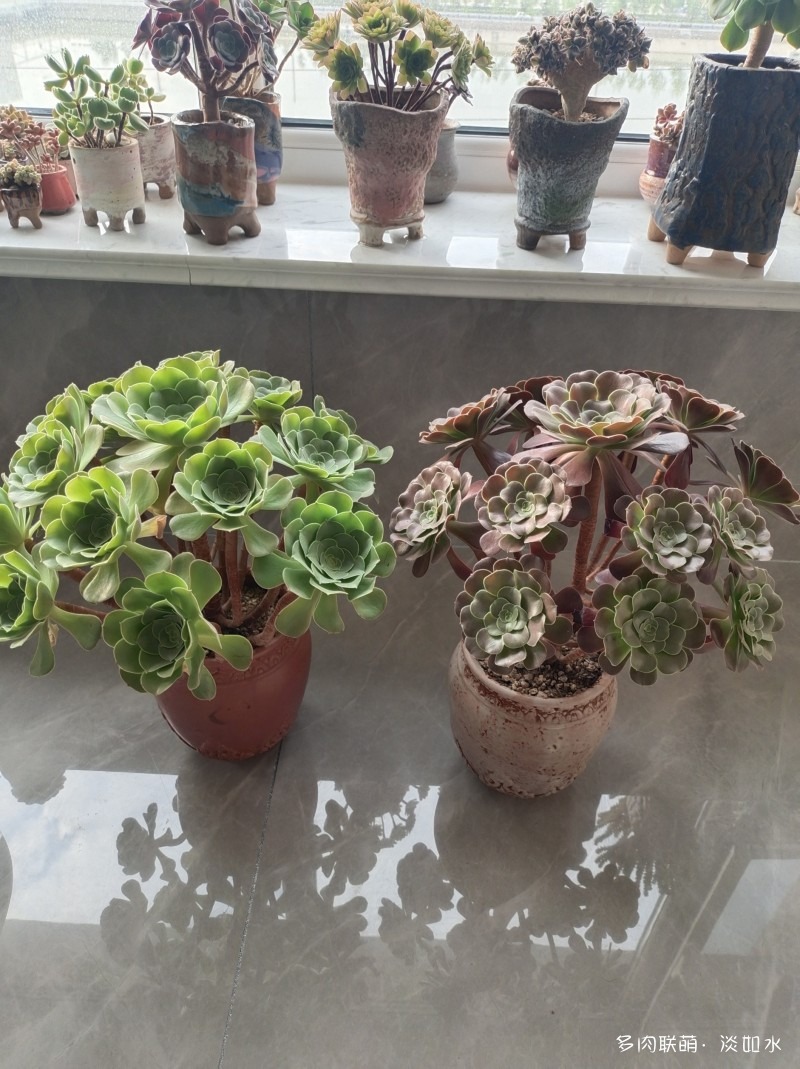 有时间后，重新整理多肉