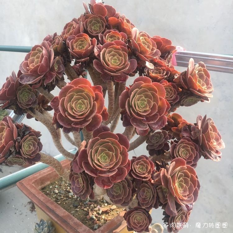夏末，河北石家庄的多肉