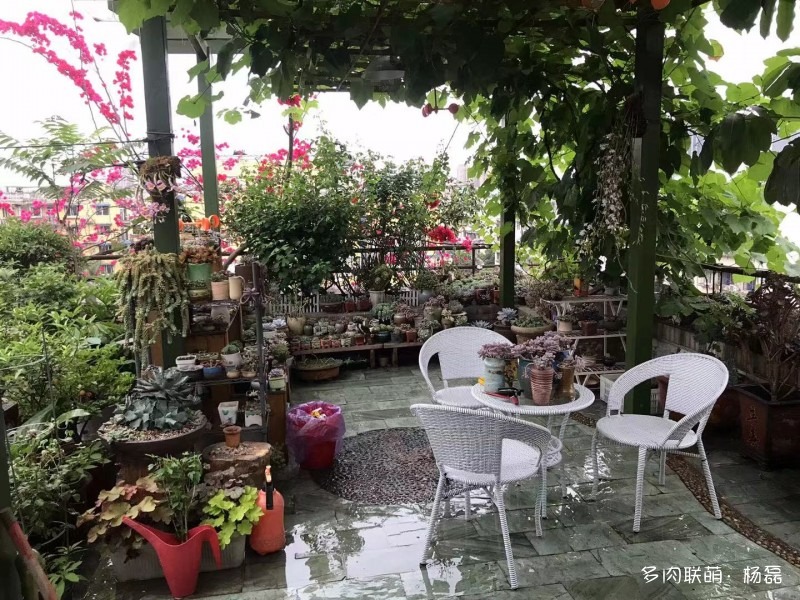 看多肉，看故事