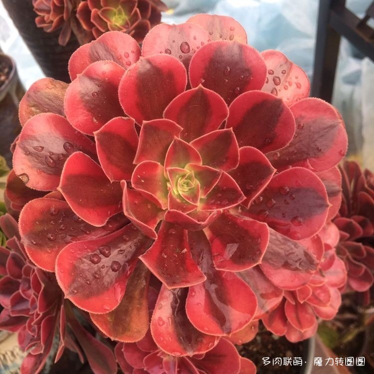夏末，河北石家庄的多肉
