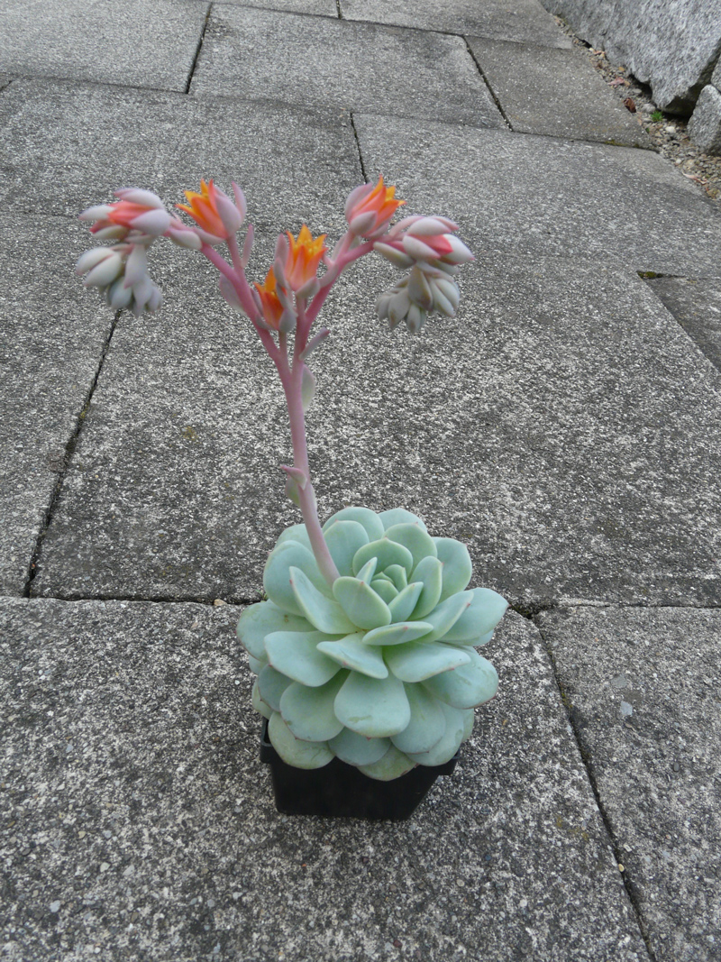 雪静 Echeveria Luber