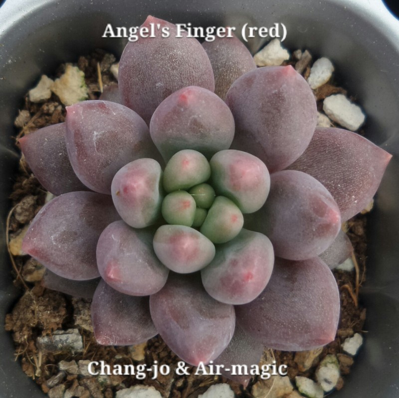 xPachyveria 'Angel's Finger'(red) 所罗门 天使手指