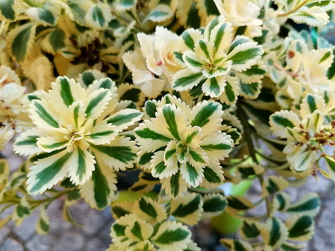 亚特兰蒂斯 Sedum takesimense 'Atlantis'