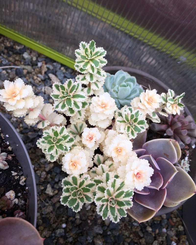 亚特兰蒂斯 Sedum takesimense 'Atlantis'