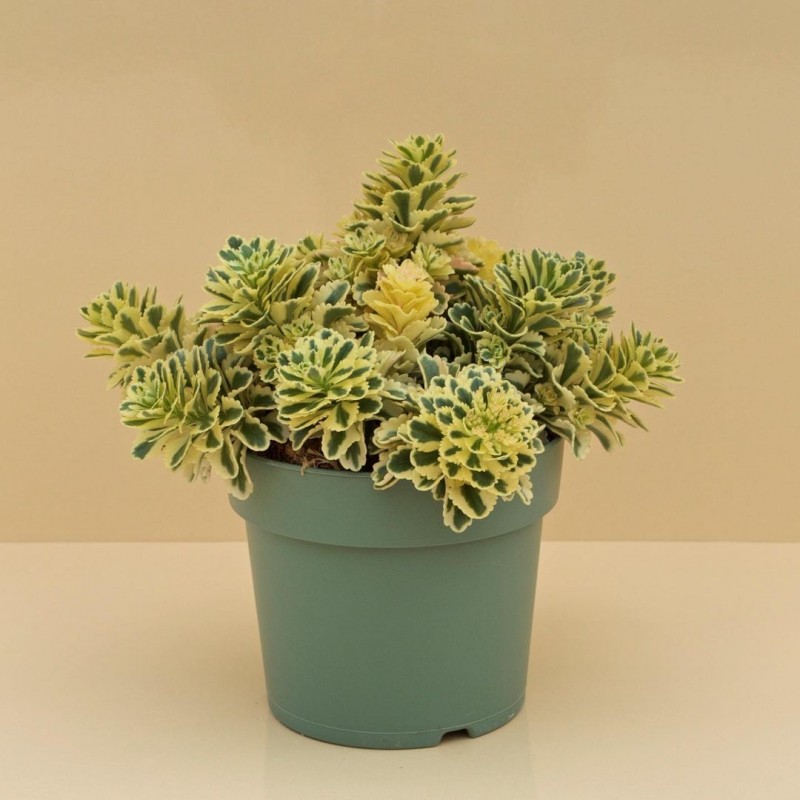 亚特兰蒂斯 Sedum takesimense 'Atlantis'