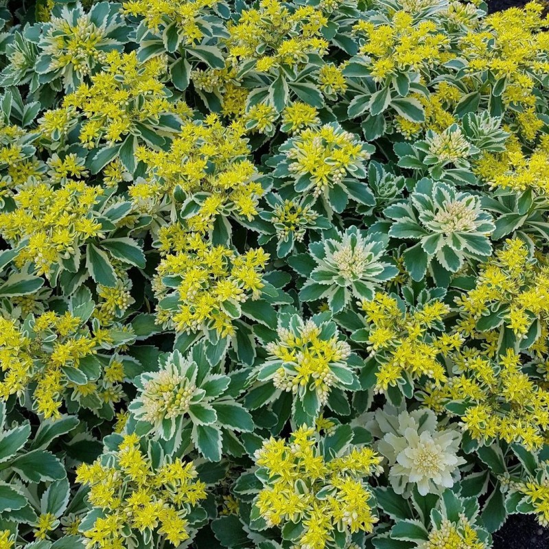 亚特兰蒂斯 Sedum takesimense 'Atlantis'