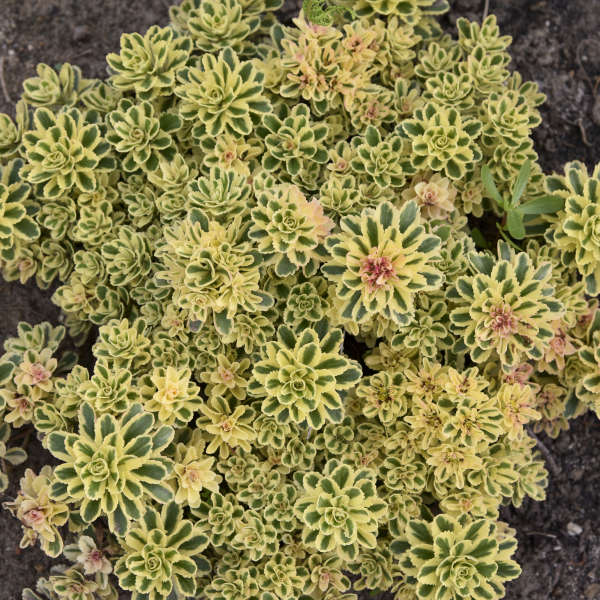 亚特兰蒂斯 Sedum takesimense 'Atlantis'