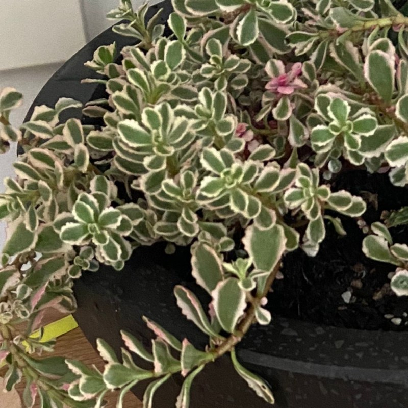 亚特兰蒂斯 Sedum takesimense 'Atlantis'