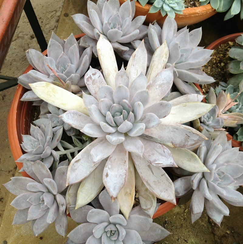 贝弗利 Echeveria 'Beverley'