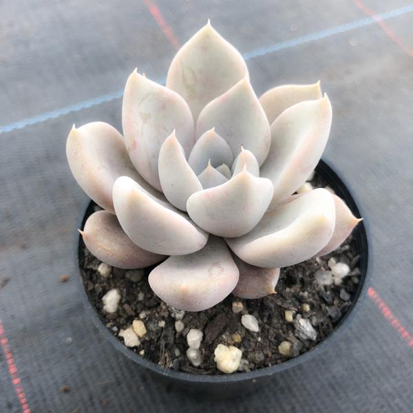 贝弗利 Echeveria 'Beverley'