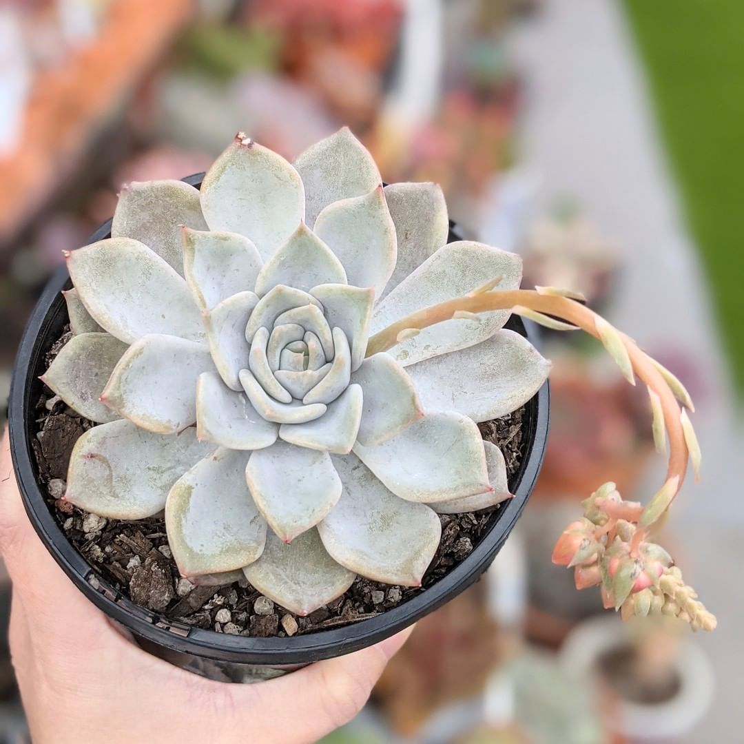 贝弗利 Echeveria 'Beverley'