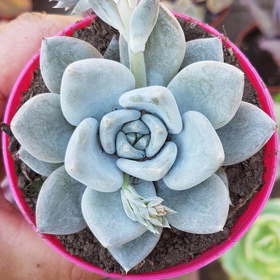 贝弗利 Echeveria 'Beverley'