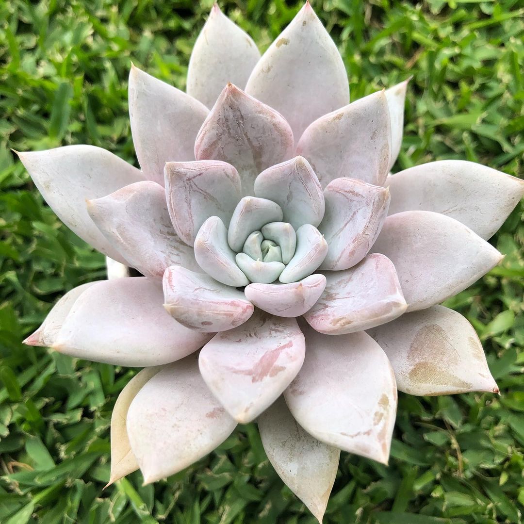 贝弗利 Echeveria 'Beverley'