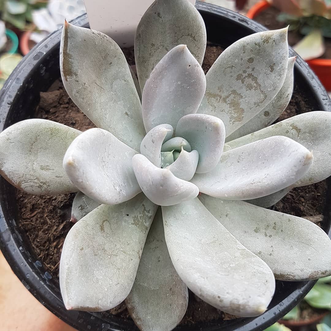 贝弗利 Echeveria 'Beverley'