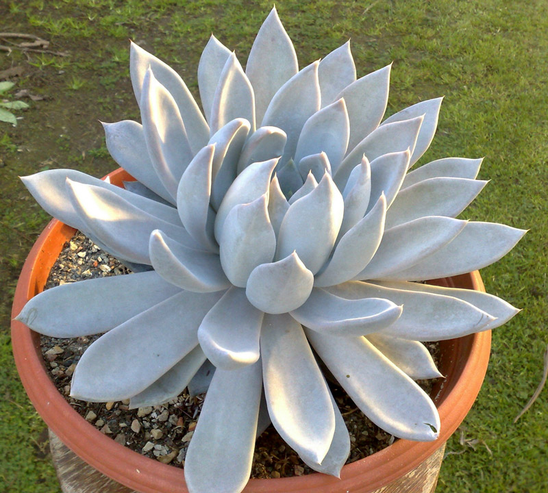 贝弗利 Echeveria 'Beverley'