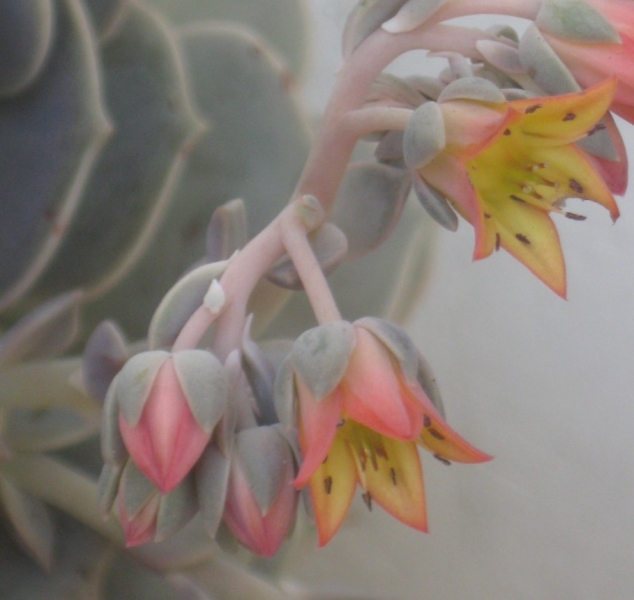 狐尾松 xGraptoveria 'Bristlecone'