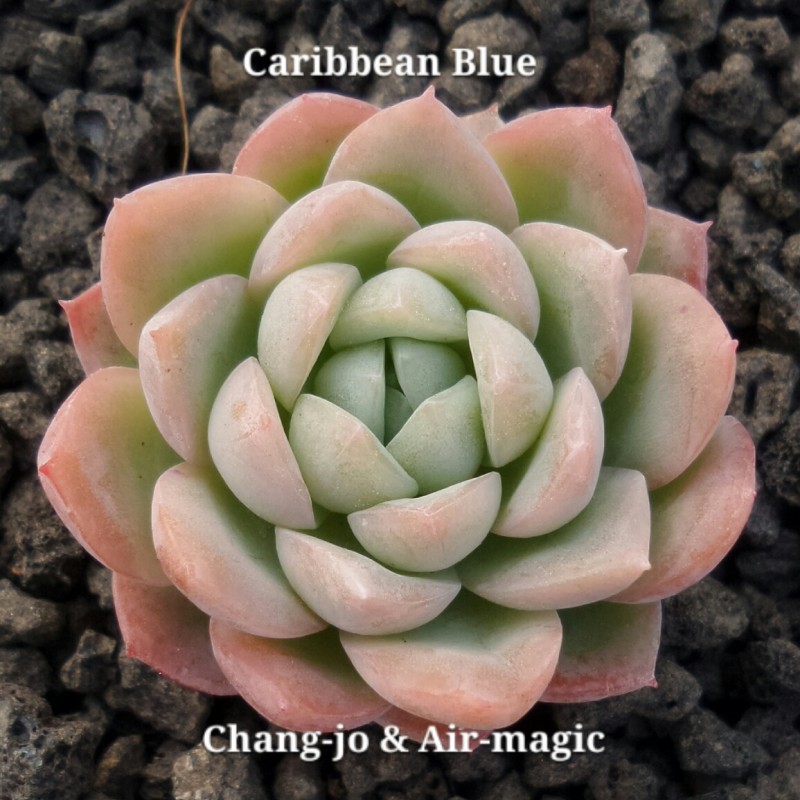 Echeveria 'Caribbean Blue' 加勒比海蓝