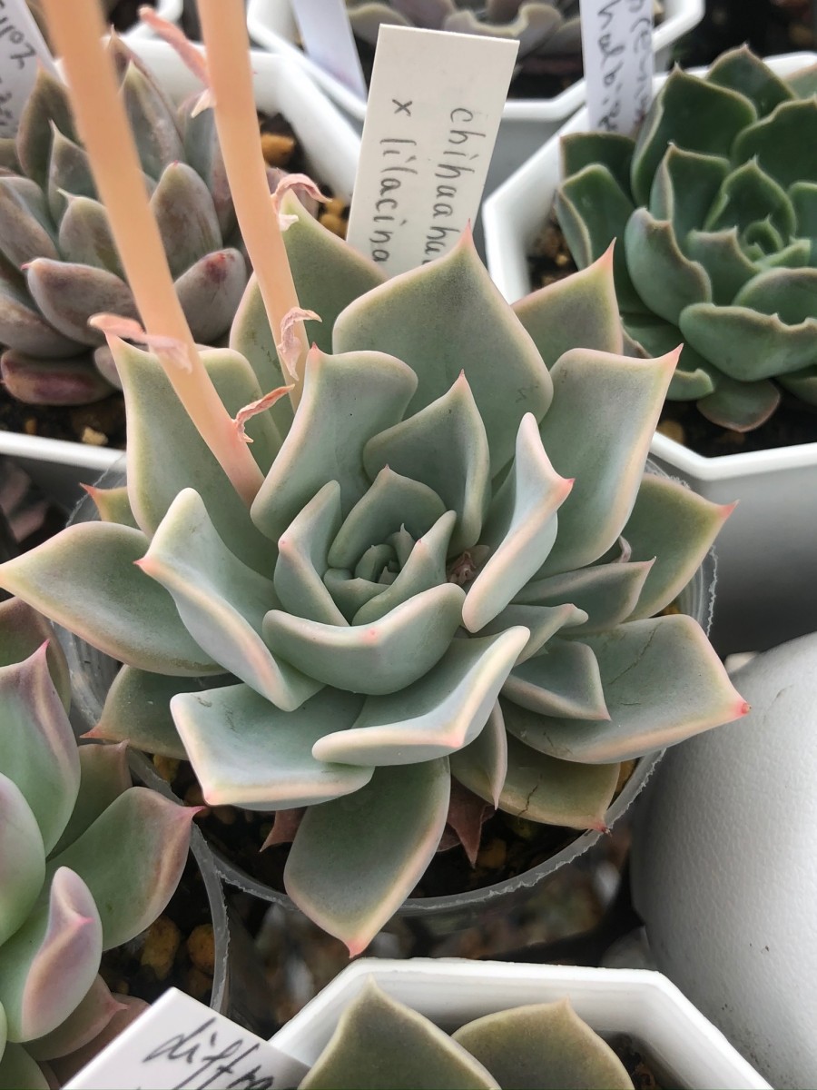 秋樱 Echeveria 'Cosmos'