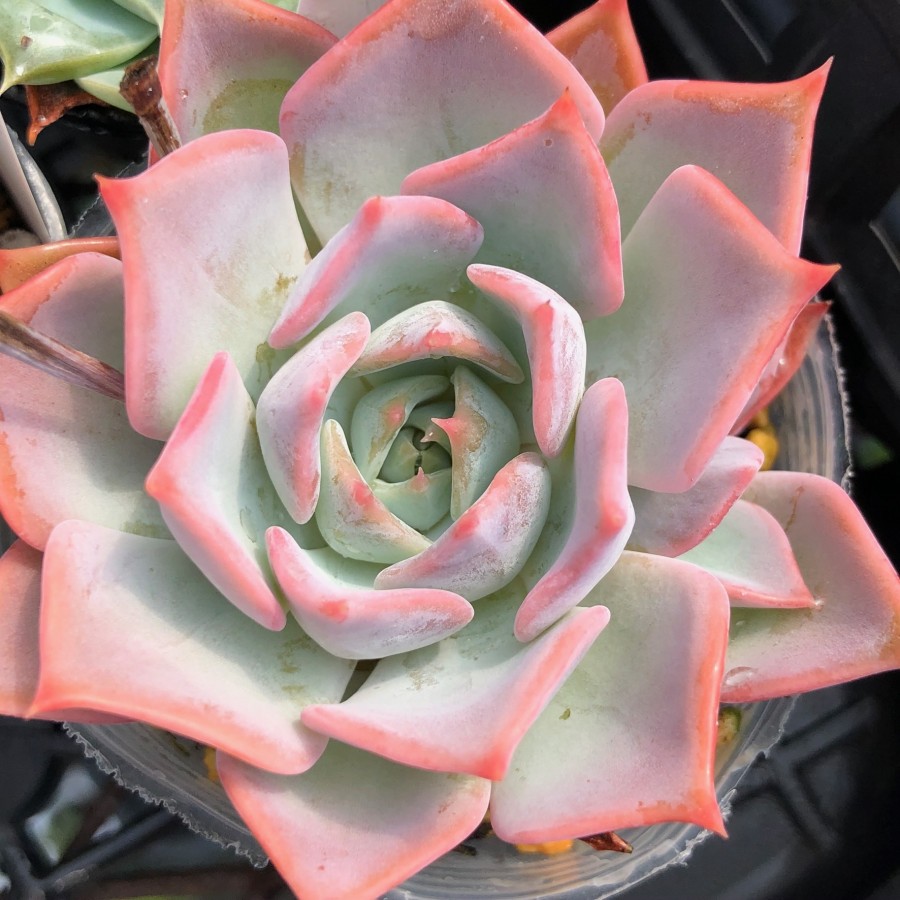 秋樱 Echeveria 'Cosmos'