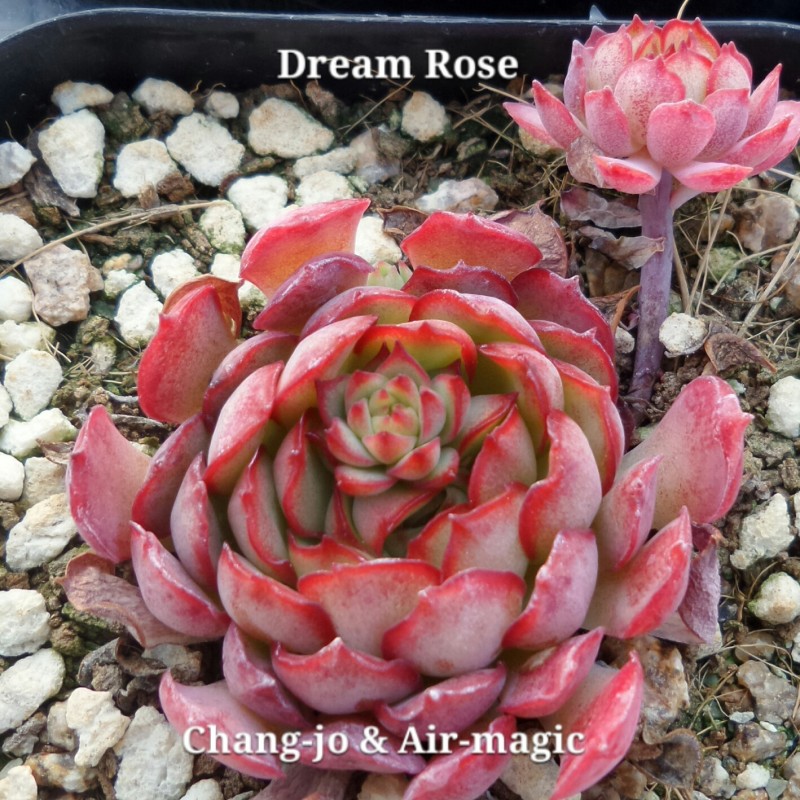 Echeveria 'Dream Rose' 梦幻玫瑰