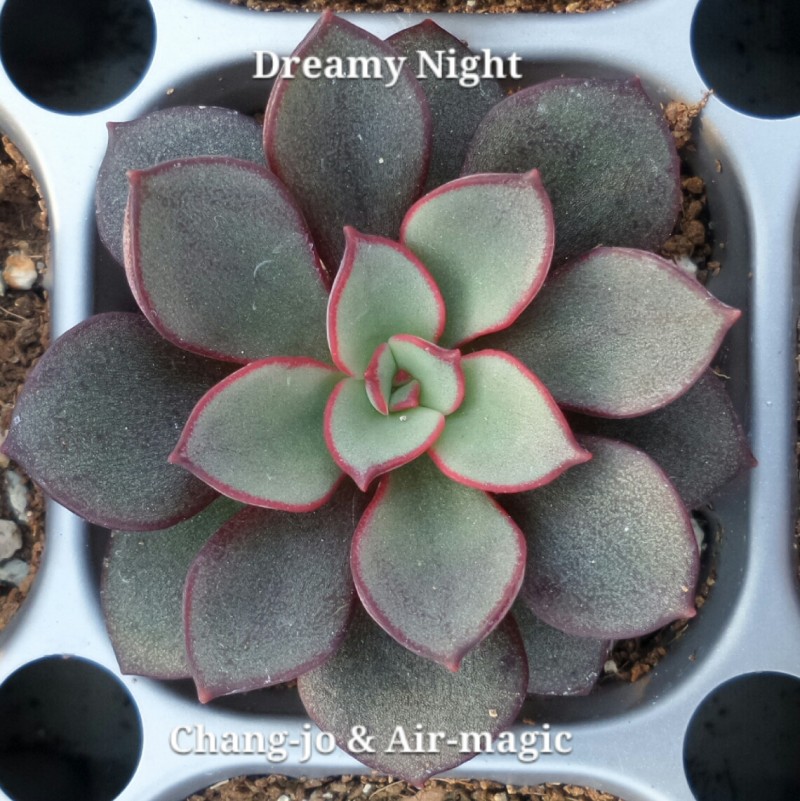 Echeveria 'Dreamy Night'