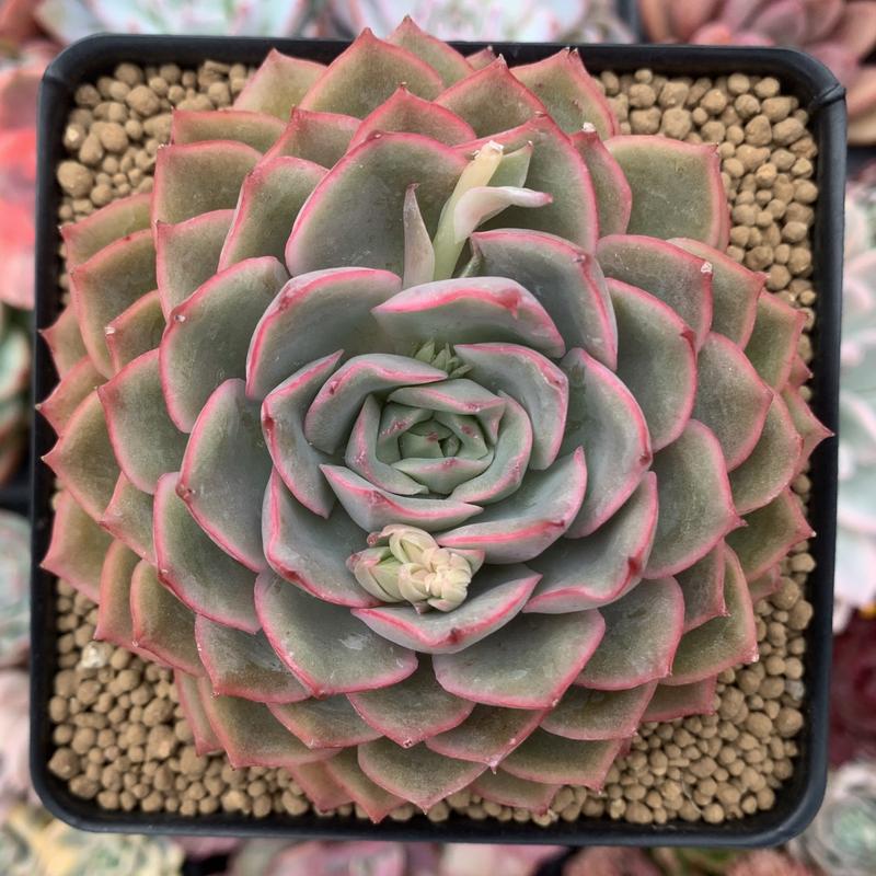 爱格利亚 Echeveria 'Egeria'