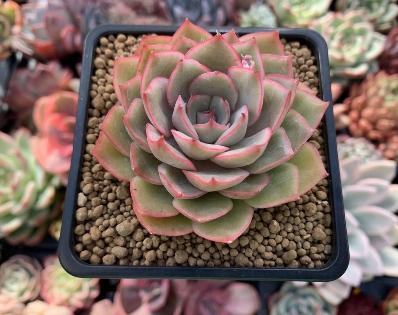 爱格利亚 Echeveria 'Egeria'