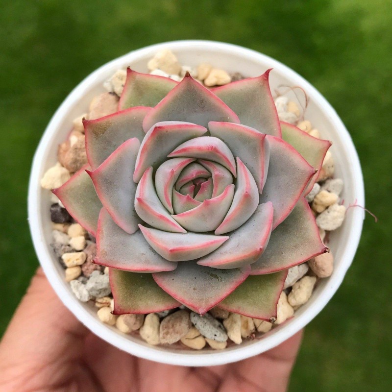 爱格利亚 Echeveria 'Egeria'