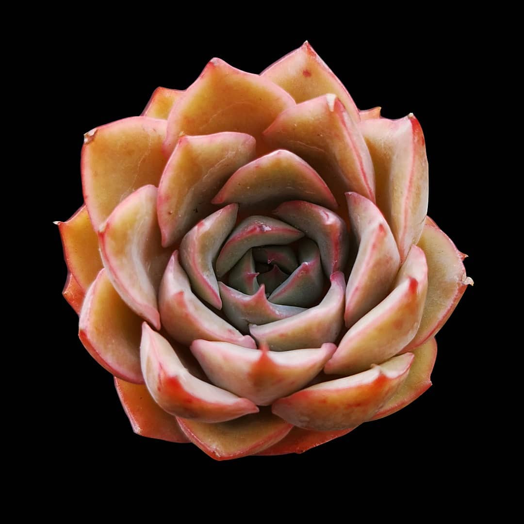 爱格利亚 Echeveria 'Egeria'