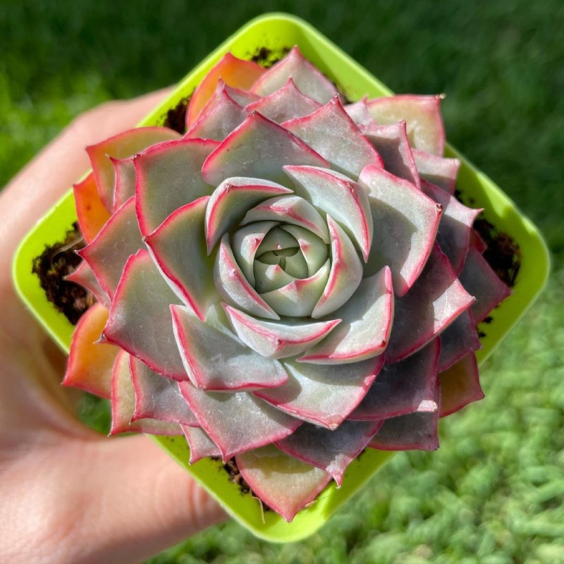 爱格利亚 Echeveria 'Egeria'