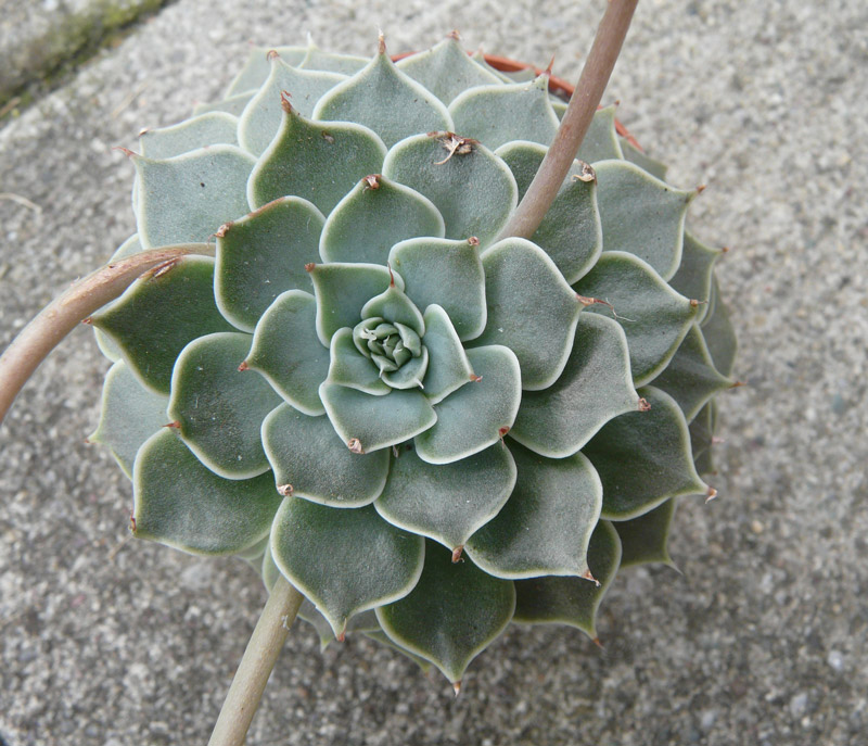 斐琳娜/菊日丽娜 xGraptoveria 'Filina'