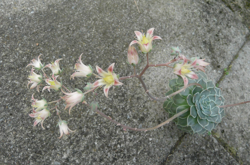 斐琳娜/菊日丽娜 xGraptoveria 'Filina'