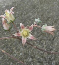 斐琳娜/菊日丽娜 xGraptoveria 'Filina'