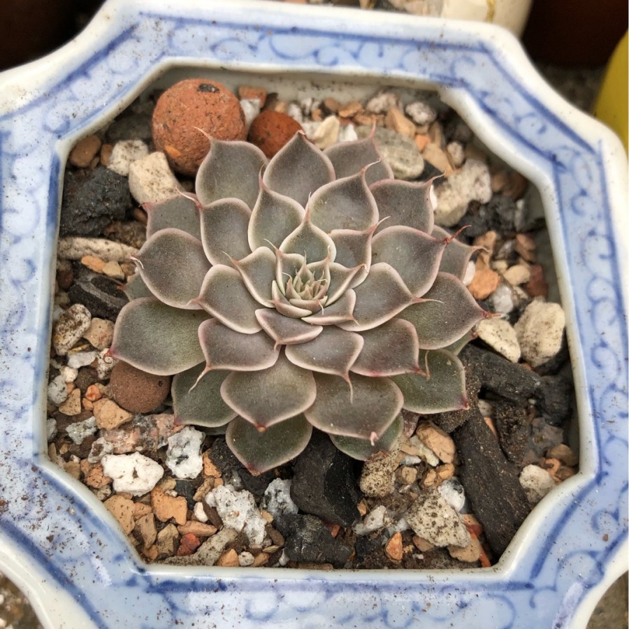 斐琳娜/菊日丽娜 xGraptoveria 'Filina'