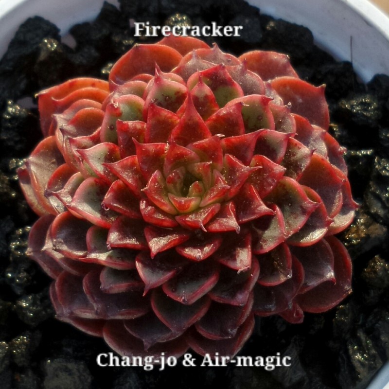 Echeveria 'Firecracker'