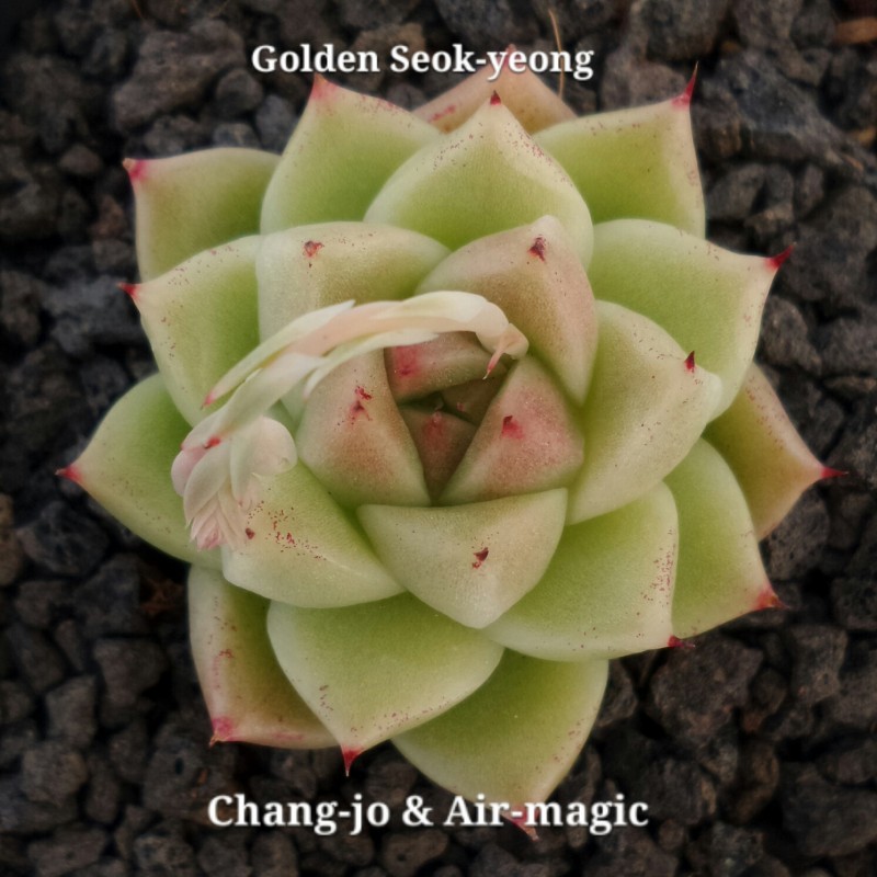 Echeveria 'Golden Seok-yeong'(special form)