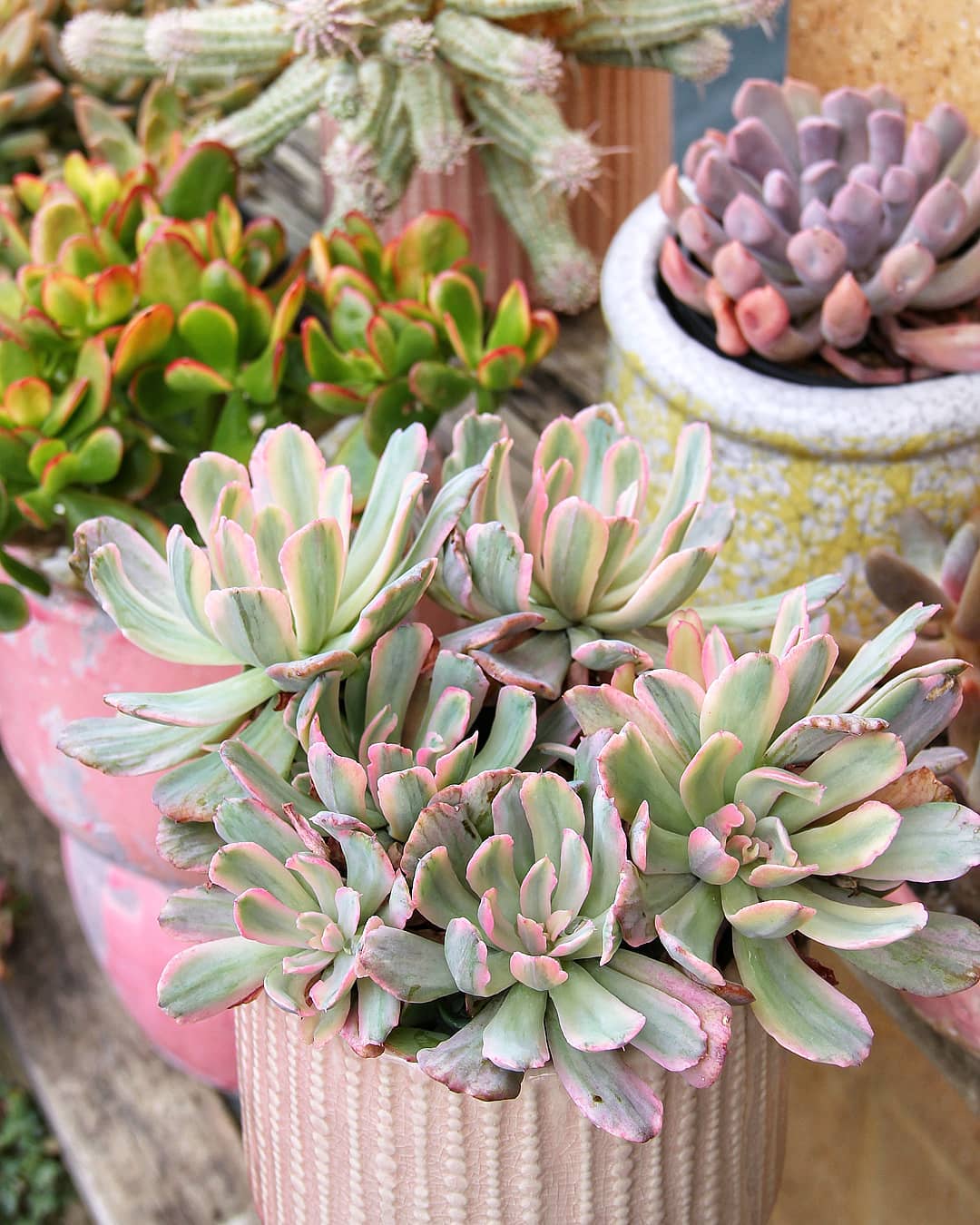 花车锦 Echeveria 'Hoveyi' 