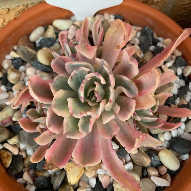 花车锦 Echeveria 'Hoveyi' 