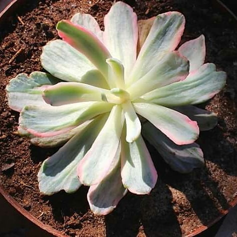 花车锦 Echeveria 'Hoveyi' 