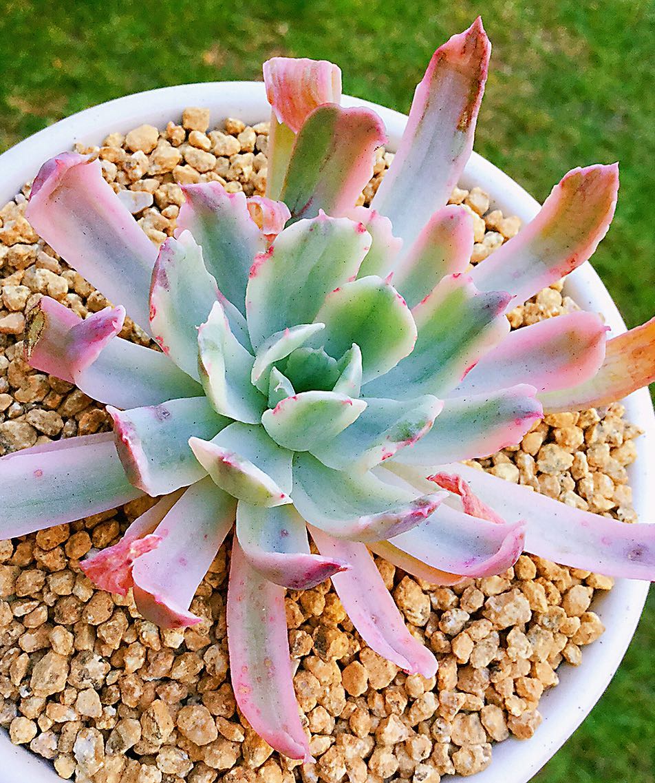 花车锦 Echeveria 'Hoveyi' 